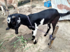 খাসি ছাগল